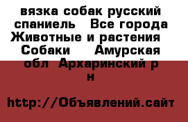 вязка собак русский спаниель - Все города Животные и растения » Собаки   . Амурская обл.,Архаринский р-н